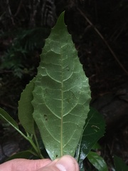 Hedycarya angustifolia