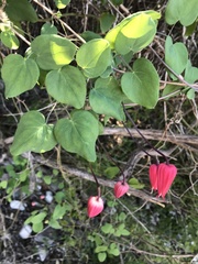Clematis texensis