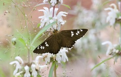 Apyrrothrix araxes