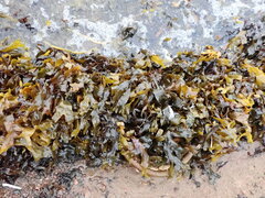 Fucus distichus