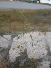 Descurainia sophioides