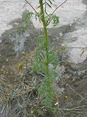 Descurainia sophioides