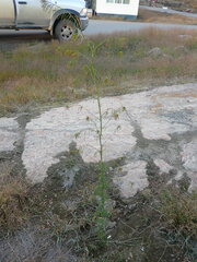 Descurainia sophioides