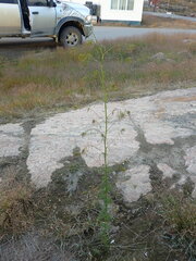 Descurainia sophioides