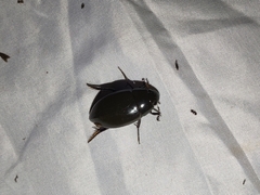 Hydrophilus triangularis