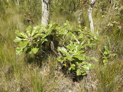 Banksia robur