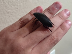 Hydrophilus triangularis