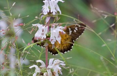 Apyrrothrix araxes