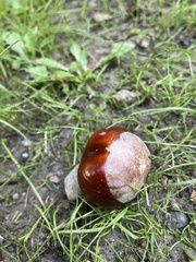 Aesculus hippocastanum