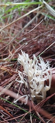 Clavulina rugosa
