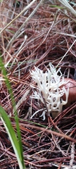 Clavulina rugosa