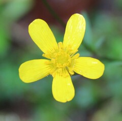 Ranunculus sierrae-orientalis
