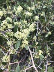 Gymnosporia senegalensis