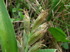 Lachenalia reflexa