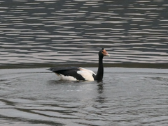 Anseranas semipalmata