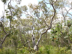 Eucalyptus bancroftii