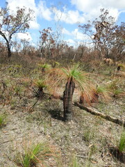 Xanthorrhoea johnsonii