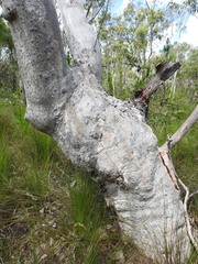 Eucalyptus bancroftii