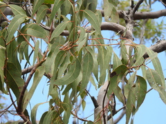 Eucalyptus bancroftii