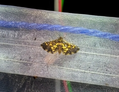 Eurrhyparodes bracteolalis