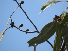 Eucalyptus bancroftii