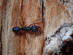 Rhytidoponera aspera