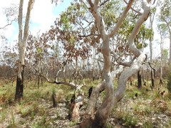 Eucalyptus bancroftii