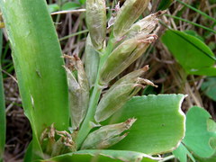 Lachenalia reflexa
