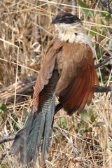 Centropus superciliosus burchellii