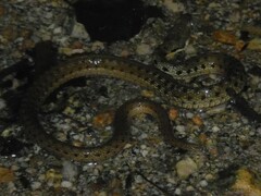 Thamnophis hammondii