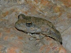 Pseudacris cadaverina