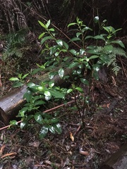 Hedycarya angustifolia