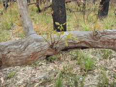 Eucalyptus bancroftii
