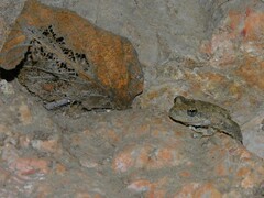 Pseudacris cadaverina