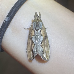 Nycterotis jacobensis