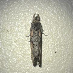 Nycterotis jacobensis