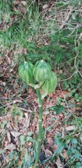 Cardiocrinum cordatum