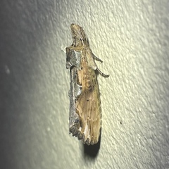 Nycterotis jacobensis