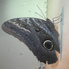 Caligo teucer insulanus