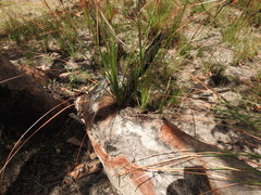 Eucalyptus bancroftii
