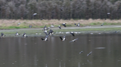 Anseranas semipalmata