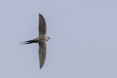 Cypsiurus parvus