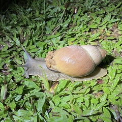 Megalobulimus oblongus