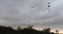 Anseranas semipalmata