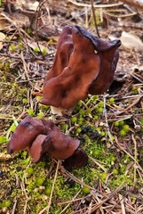 Gyromitra infula