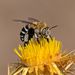 Four-striped Digger Bee - Photo (c) Miroslav Marić, some rights reserved (CC BY-NC), uploaded by Miroslav Marić