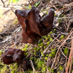 Gyromitra infula