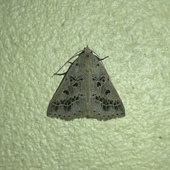 Herminodes atrosignata