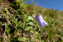 Campanula barbata