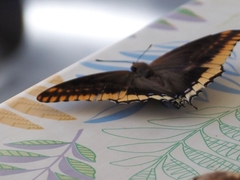 Charaxes jasius